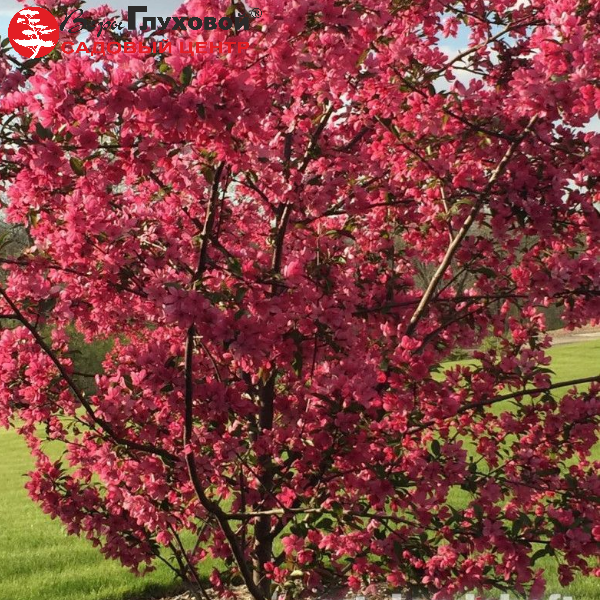 Яблоня Джон Доуни -  Malus "John Downie" 200-250 С45 БАа/15