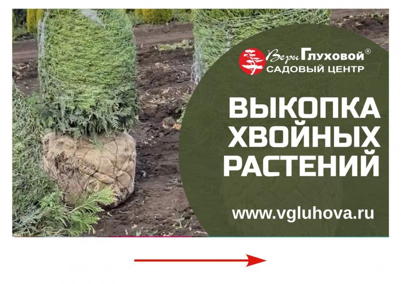 Началась выкопка хвойных растений