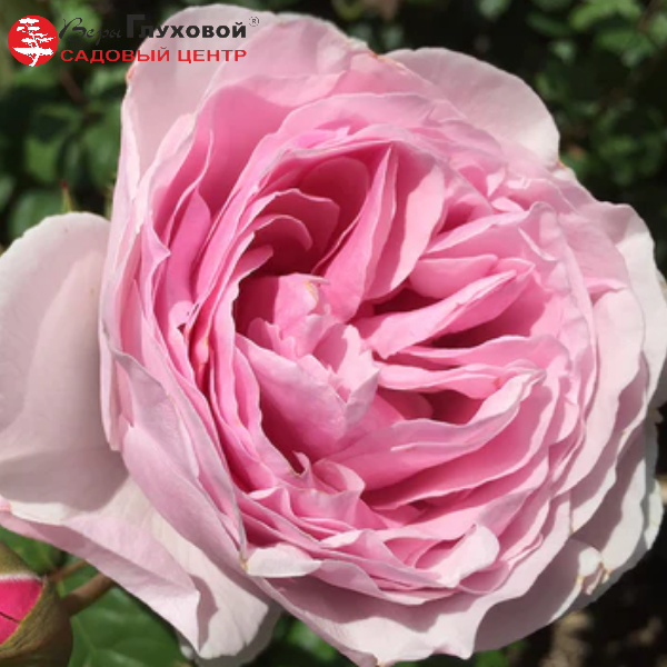 Основное изображение товара