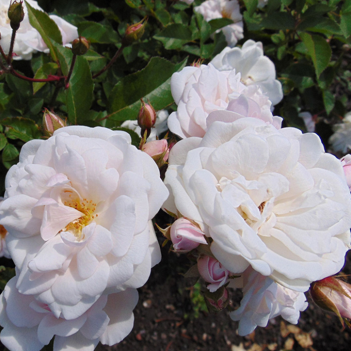 Роза полиантовая Marie Pavie