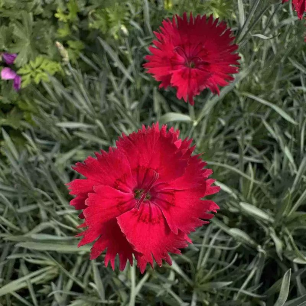 Основное изображение товара