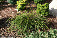 Туя складчатая Випкорд