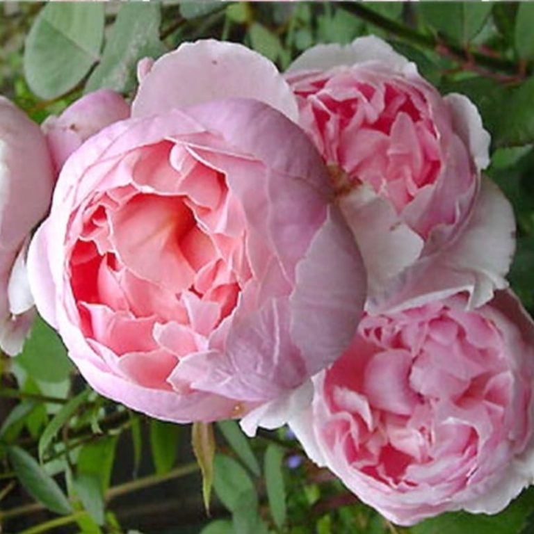 Основное изображение товара