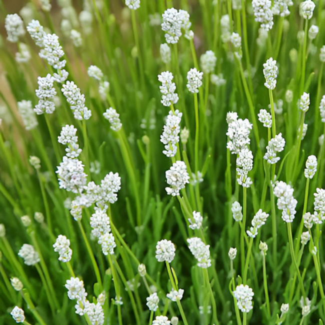 Основное изображение товара