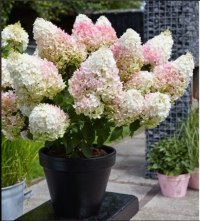 Гортензия "Литтл Блоссом": описание сорта