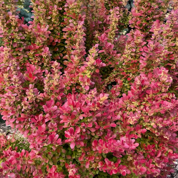 Основное изображение товара