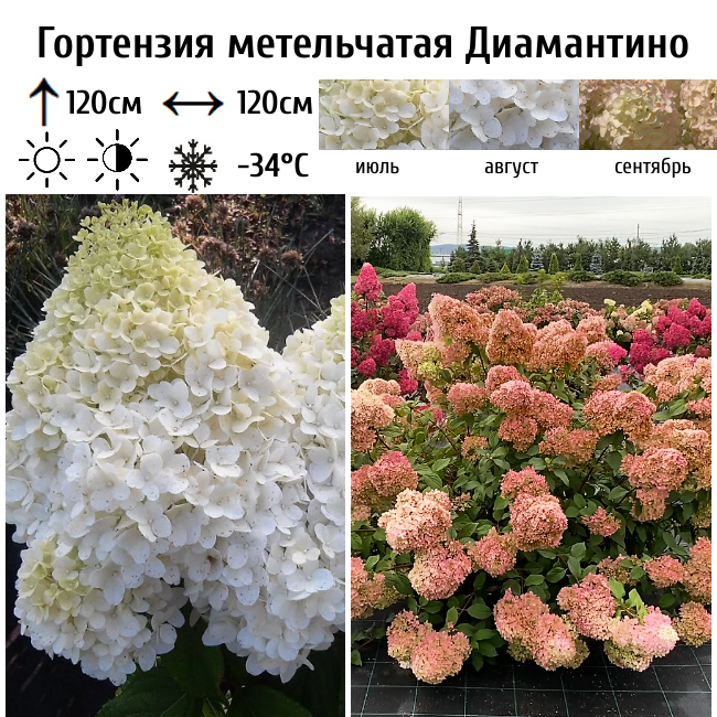Гортензия метельчатая Диамантино