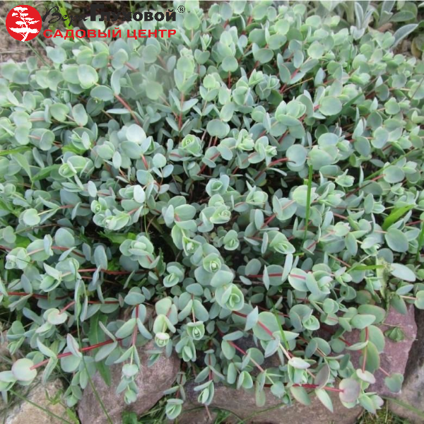 Основное изображение товара