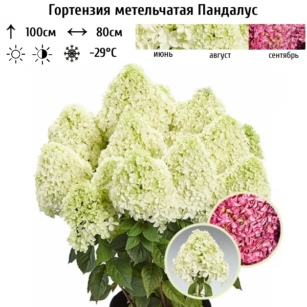 Гортензия метельчатая Пандалус