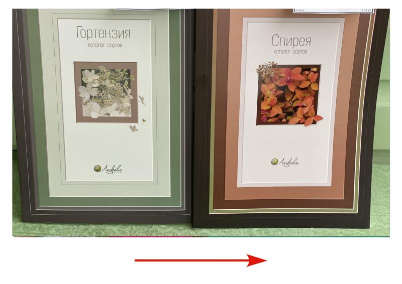 В продажу поступили каталоги от питомника Лесково