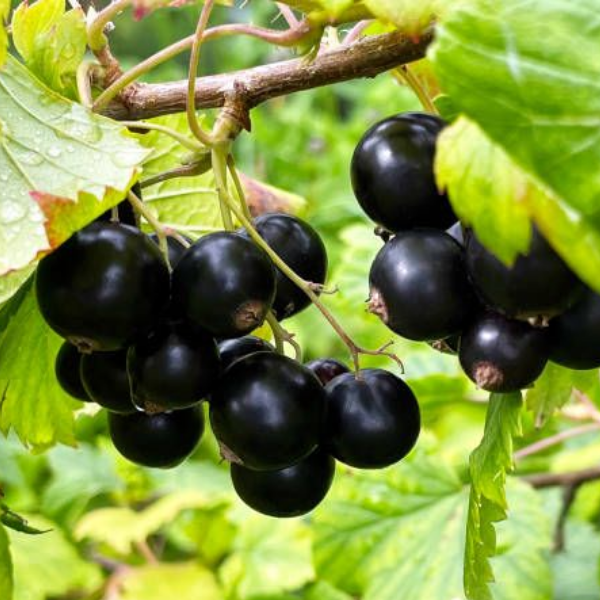 Основное изображение товара