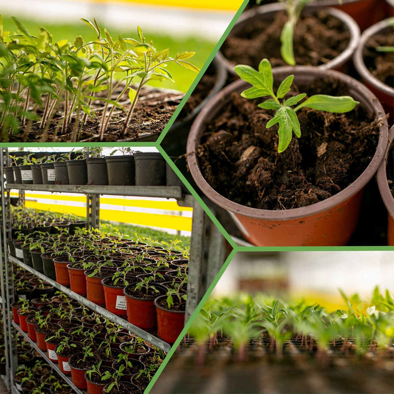 Овощная рассада собственного производства Овощная рассада собственного производства