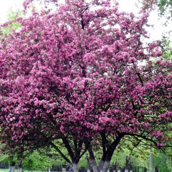 Основное изображение товара