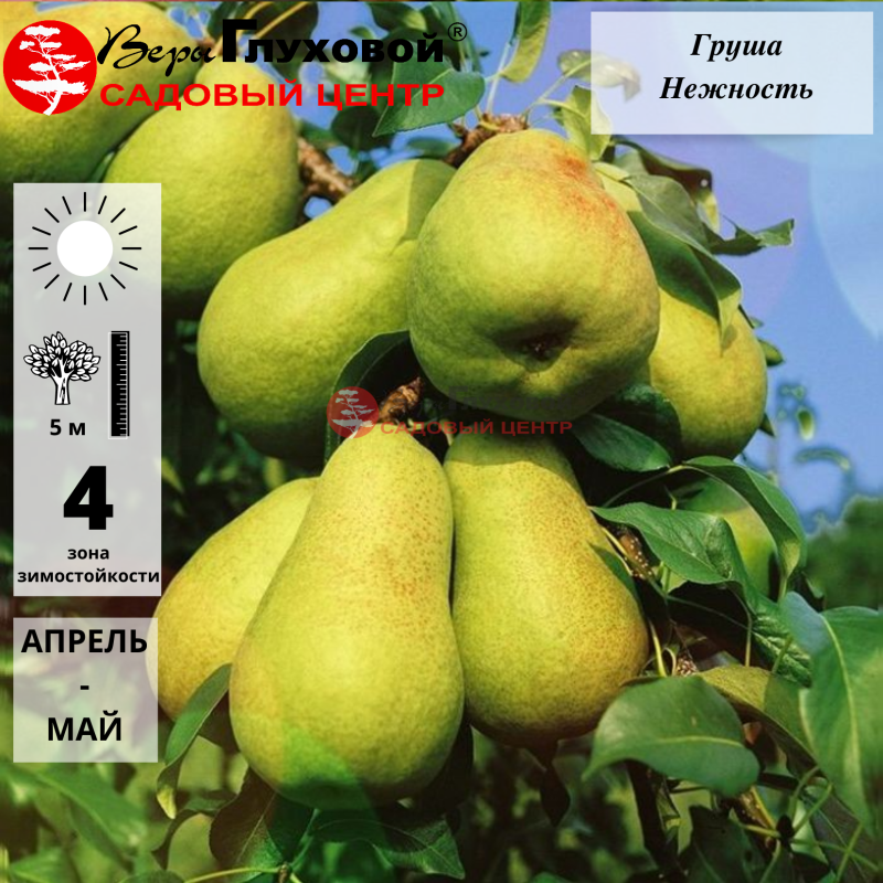 Груша Нежность (осенний сорт)
