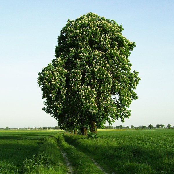 Основное изображение товара