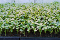 Рассада овощей и душистых трав