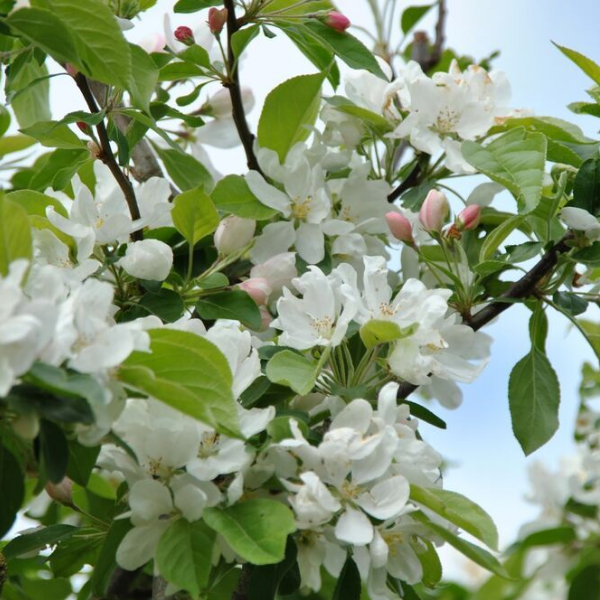 Яблоня Джон Доуни -  Malus "John Downie" 200-250 С45 БАа/15