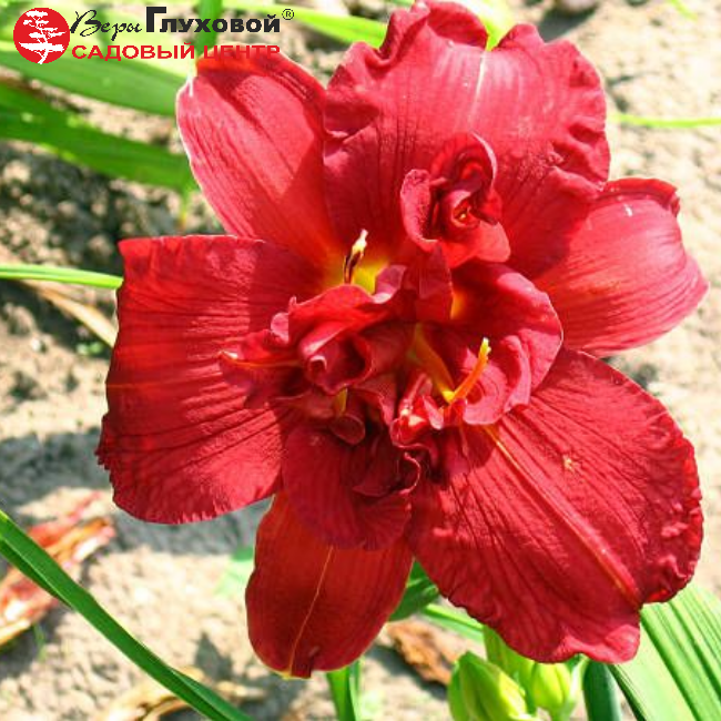 Основное изображение товара