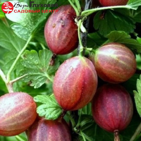 Основное изображение товара