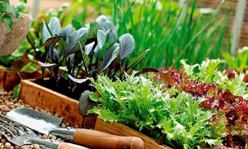 Что можно сажать в июле Что можно сажать в июле