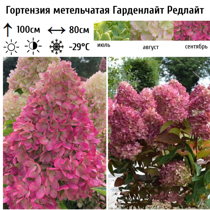 Гортензия метельчатая Гарденлайт Редлайт