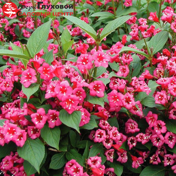 Основное изображение товара