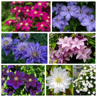 55 сортов клематисов в садовом центре