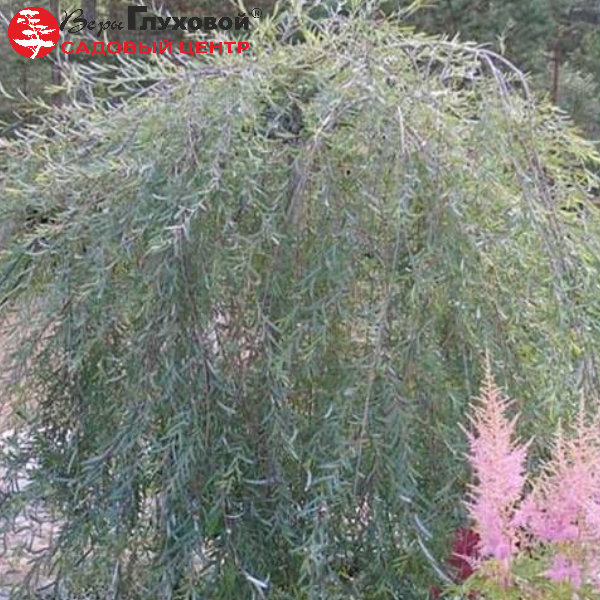 Основное изображение товара