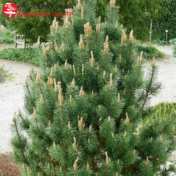 Сосна горная Колумнарис 