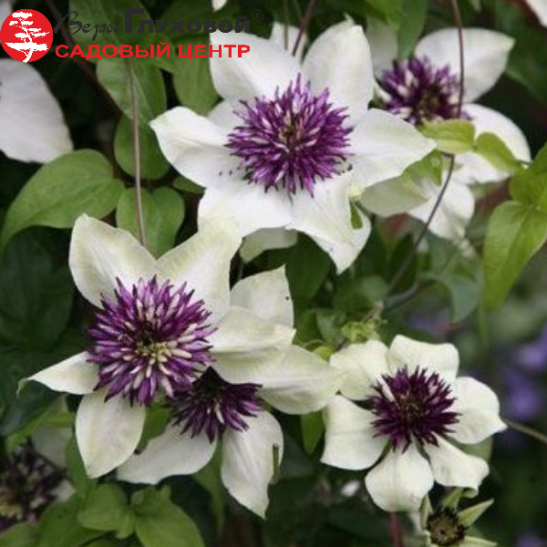 Основное изображение товара