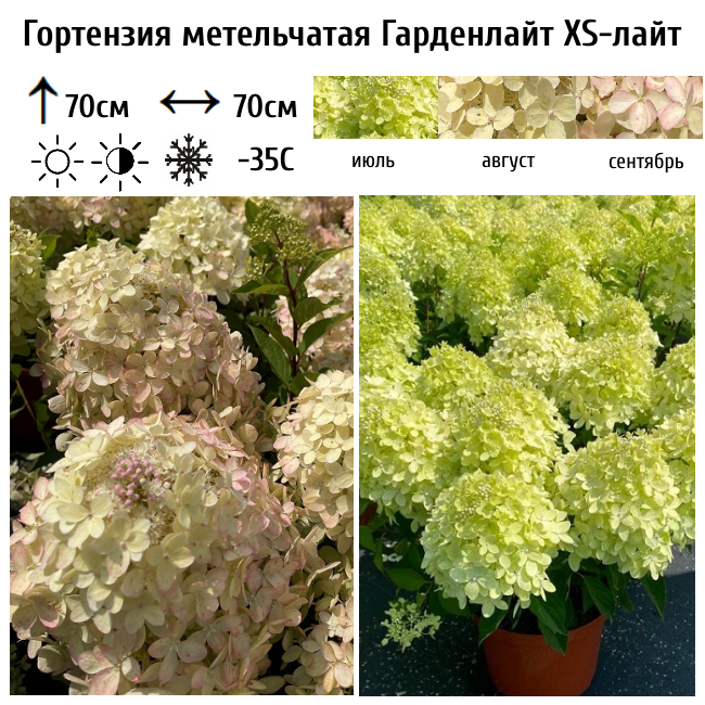 Гортензия метельчатая Гарденлайт XS-лайт