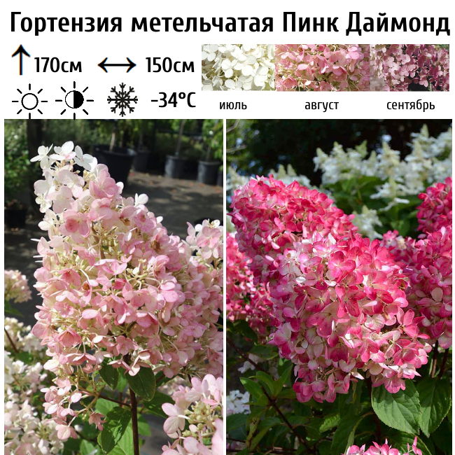 Основное изображение товара