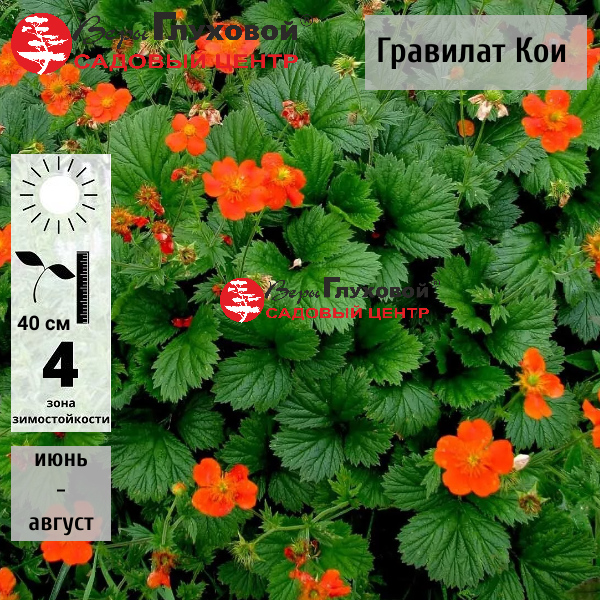 Основное изображение товара