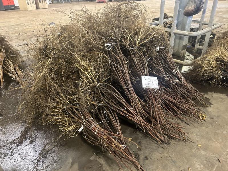 В Питомнике и Садовом центре Веры Глуховой продолжается переборка гортензий