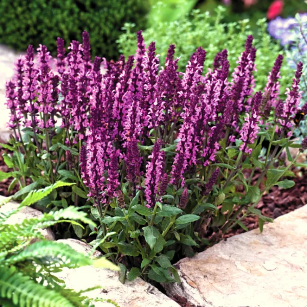 Шалфей дубравный Мерло Роуз