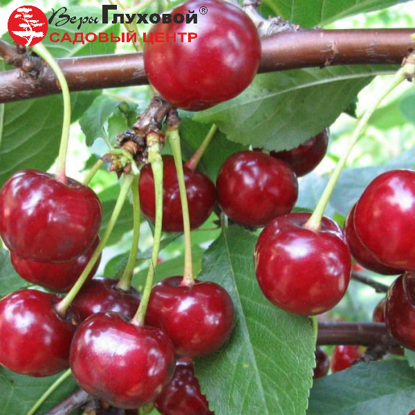 Вишня Тургеневская (ранний сорт) 1-летка