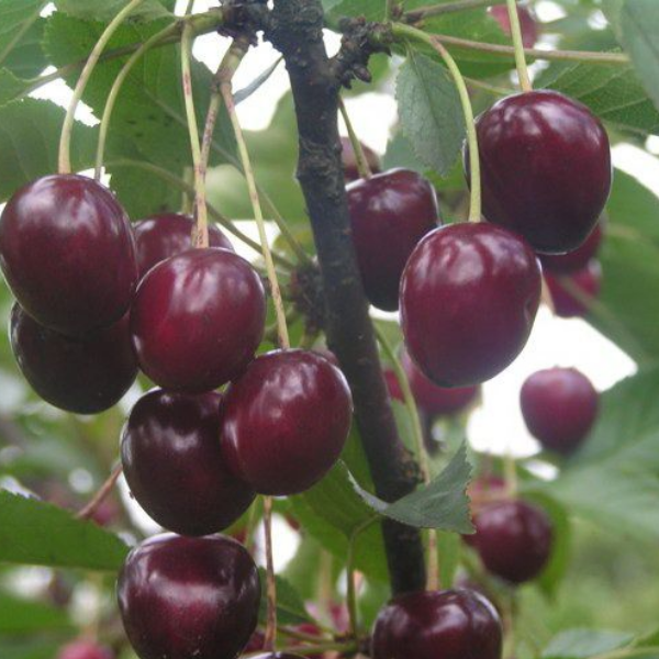 Основное изображение товара