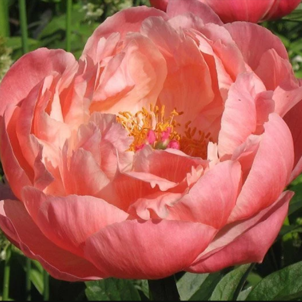 Основное изображение товара