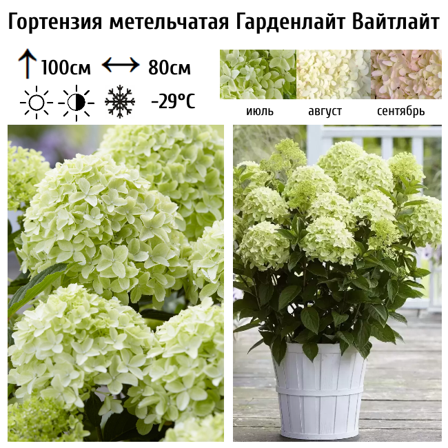 Гортензия метельчатая Гарденлайт Вайтлайт