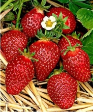 Первое поступление саженцев садовой земляники (клубники)