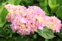 11 мая состоится посадка гортензий на территории Самарской Сельскохозяйственной академии