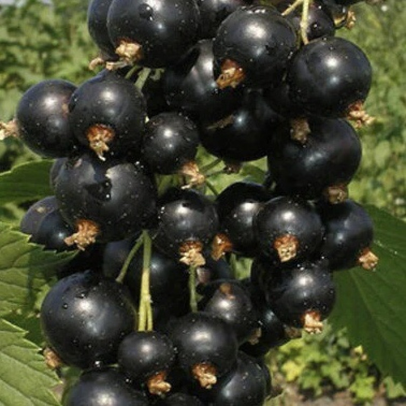 Смородина черная Лентяй