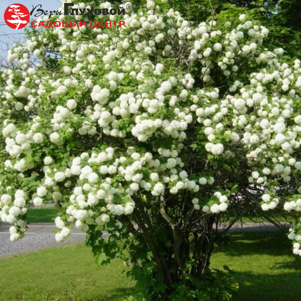 Основное изображение товара