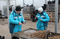 Черенкование кустарников одеревеневшими черенками из своего маточника