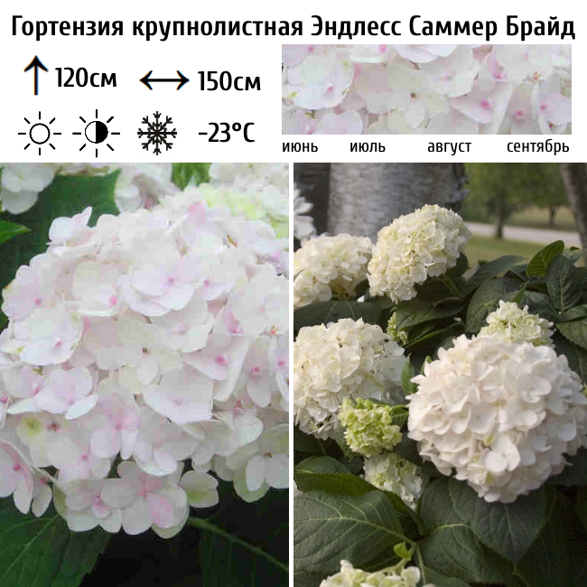 Основное изображение товара