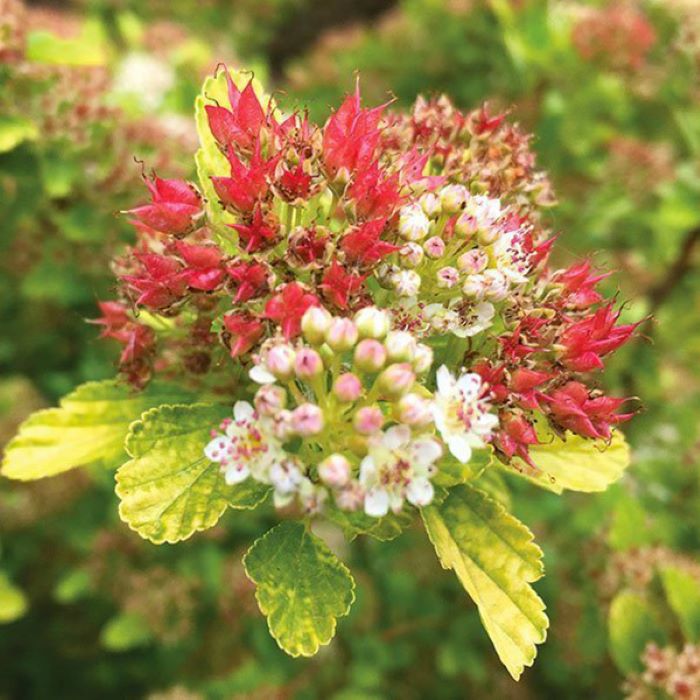 Пузыреплодник калинолистный Меджикал Распберри Лемонад