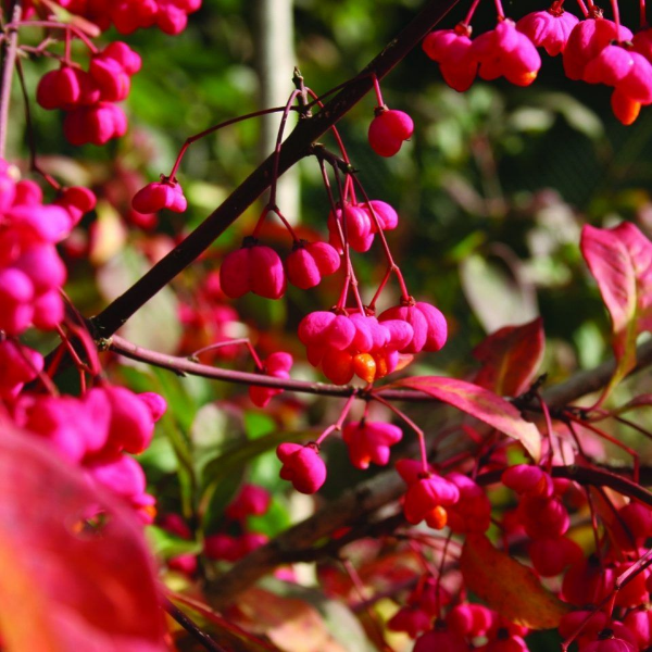 Основное изображение товара