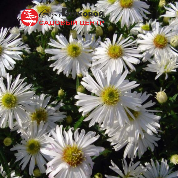 Основное изображение товара