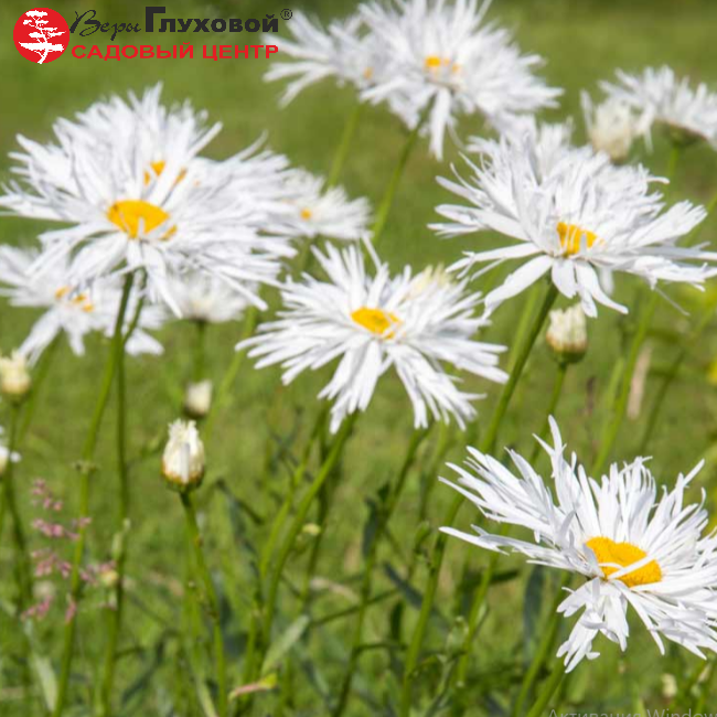 Основное изображение товара