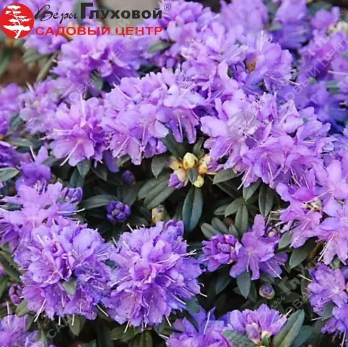 Рододендрон сиреневый Rododendron_2_converted.webp